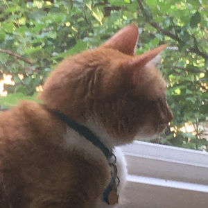 Meet your Posher, Simone